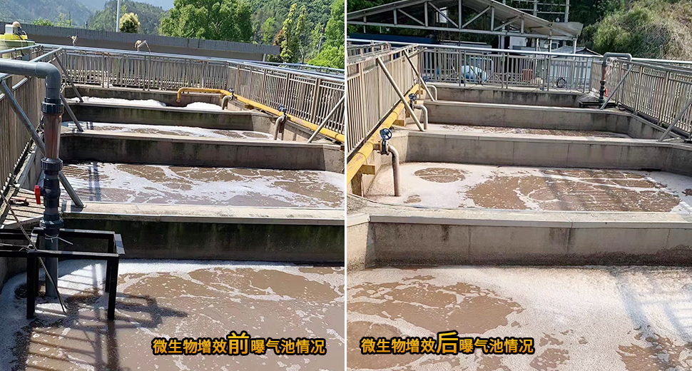 微生物增效 前 后 曝气池情况